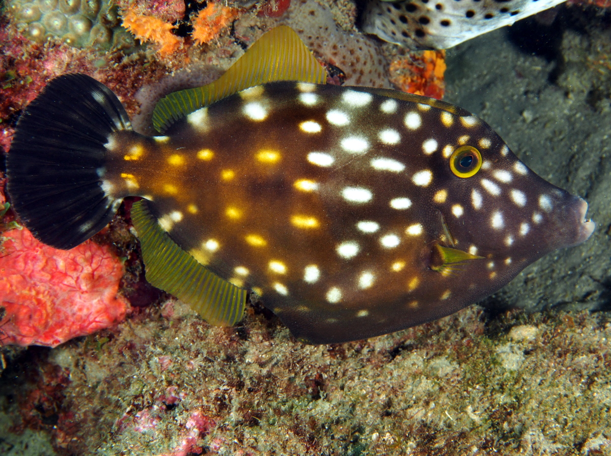 Whitespotted Filefish